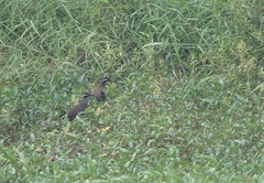 Gallirallus torquatus