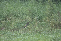 Gallirallus torquatus