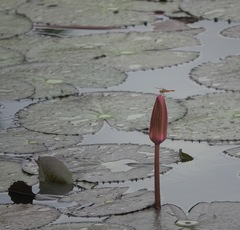 Brachythemis contaminata