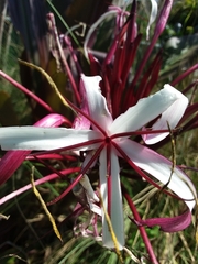 Crinum × amabile