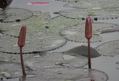 Brachythemis contaminata