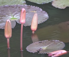Brachythemis contaminata