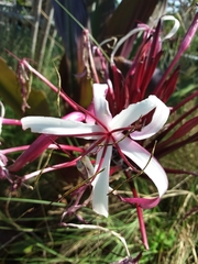 Crinum × amabile