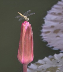 Brachythemis contaminata