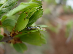 Diloba caeruleocephala