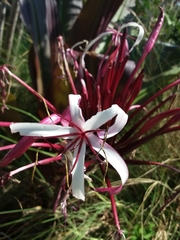 Crinum × amabile