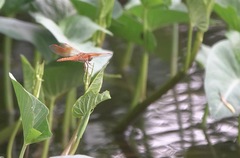 Brachythemis contaminata