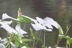Brachythemis contaminata