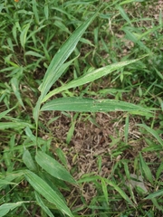 Microstegium ciliatum