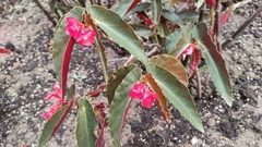 Begonia coccinea