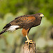 Harris's Hawk - Photo (c) Greg Lasley, some rights reserved (CC BY-NC), uploaded by Greg Lasley