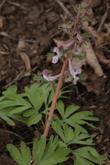 Corydalis integra