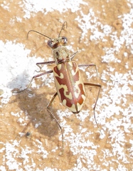 Ellipsoptera macra