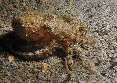 Amphioctopus