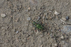 Cicindela decemnotata