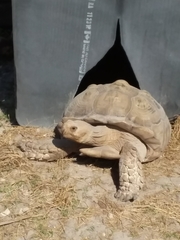 Centrochelys sulcata
