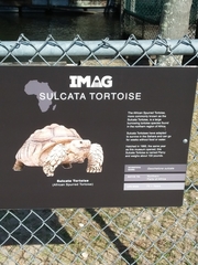 Centrochelys sulcata