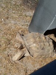 Centrochelys sulcata