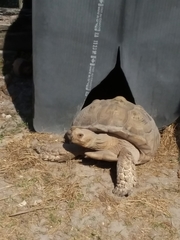 Centrochelys sulcata