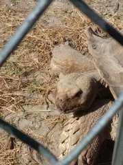 Centrochelys sulcata