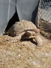 Centrochelys sulcata