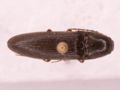 Megapenthes insignis