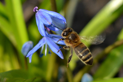 Apis mellifera