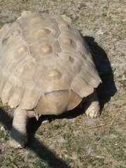Centrochelys sulcata