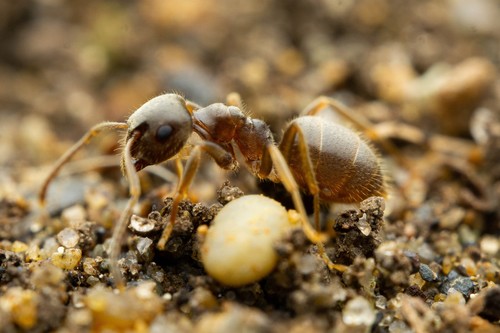 Turfgrass Ant photo 3