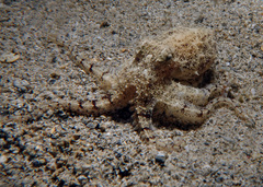 Amphioctopus