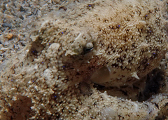 Amphioctopus
