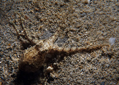 Amphioctopus