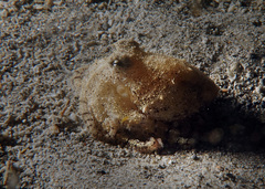 Amphioctopus