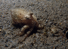 Amphioctopus