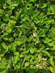 Trifolium repens