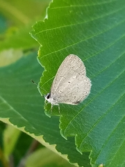 Celastrina neglecta