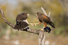 Harris's Hawk photo 4