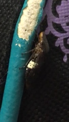 Homalodisca ichthyocephala