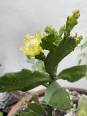 Brasiliopuntia