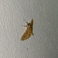 Polygrammodes eleuata