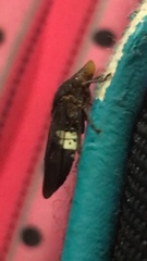 Homalodisca ichthyocephala