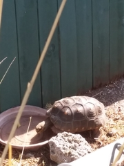 Chelonoidis carbonarius