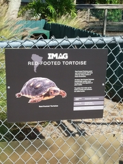 Chelonoidis carbonarius