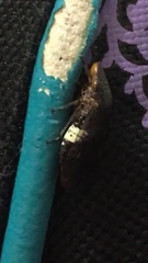 Homalodisca ichthyocephala