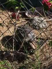 Chelonoidis carbonarius