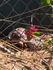 Chelonoidis carbonarius