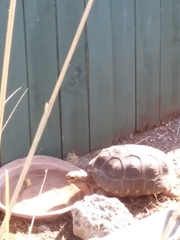 Chelonoidis carbonarius