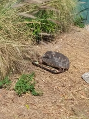 Chelonoidis carbonarius