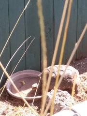 Chelonoidis carbonarius