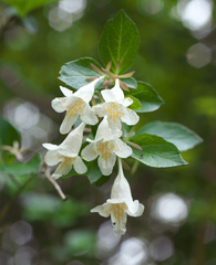Diabelia spathulata